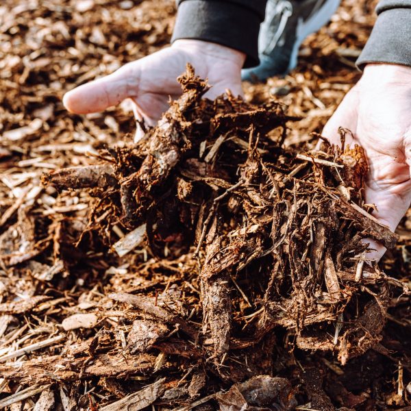Wood chips, mulch in hands Wood chips, mulch in hands
